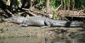 sur la plage, alligator