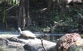 tortue