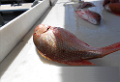 peche-2