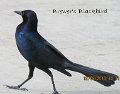 DSCN2440-4