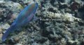 PRINCESS PARROTFISH