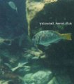 YELLOWTAIL PARROT FISH