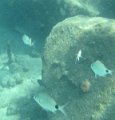 IMG_0130 (1)