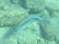 IMG_0137 (1)