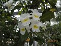 DSCN1515